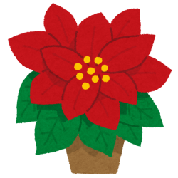 flower_poinsettia